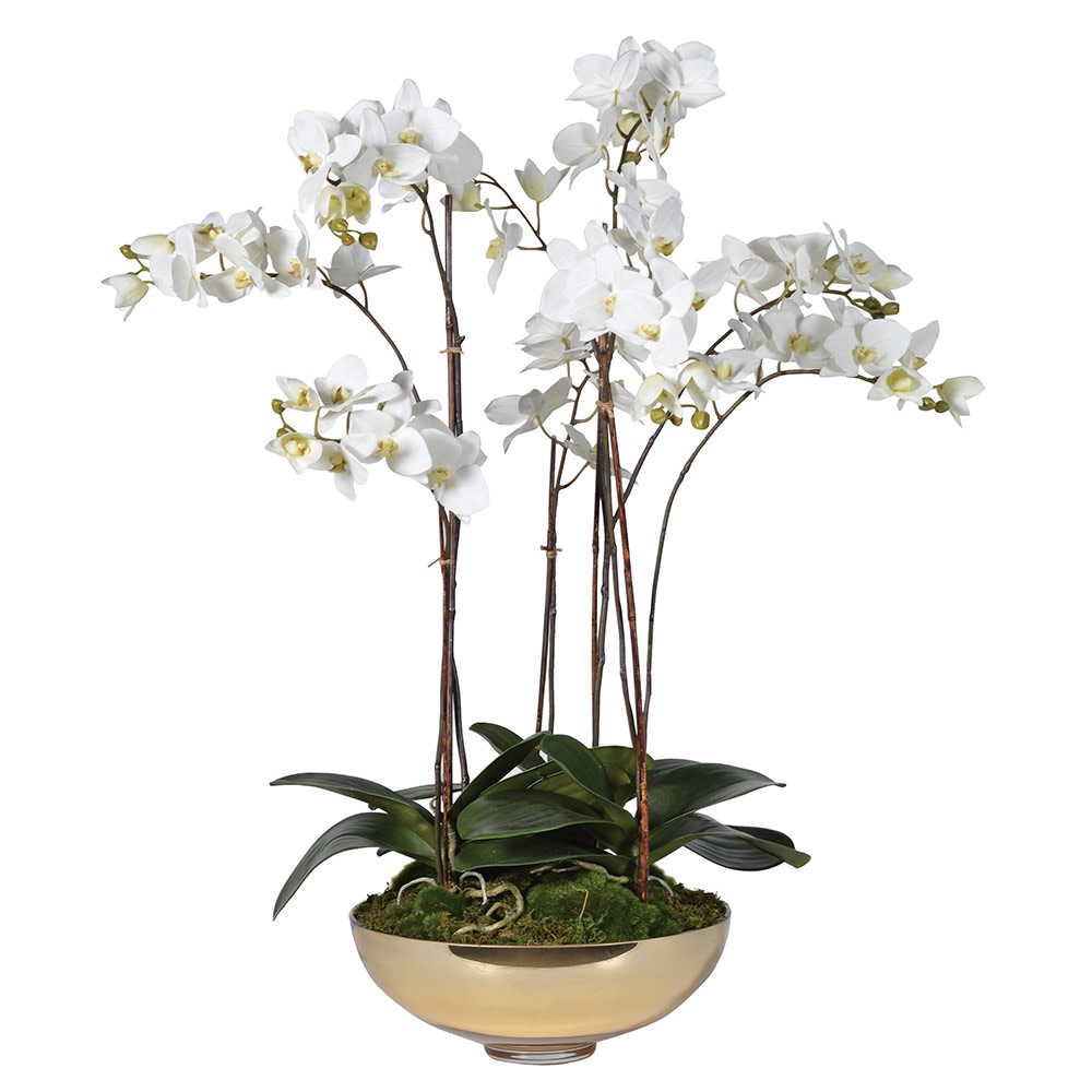 Large White Orchid in Gold Bowl