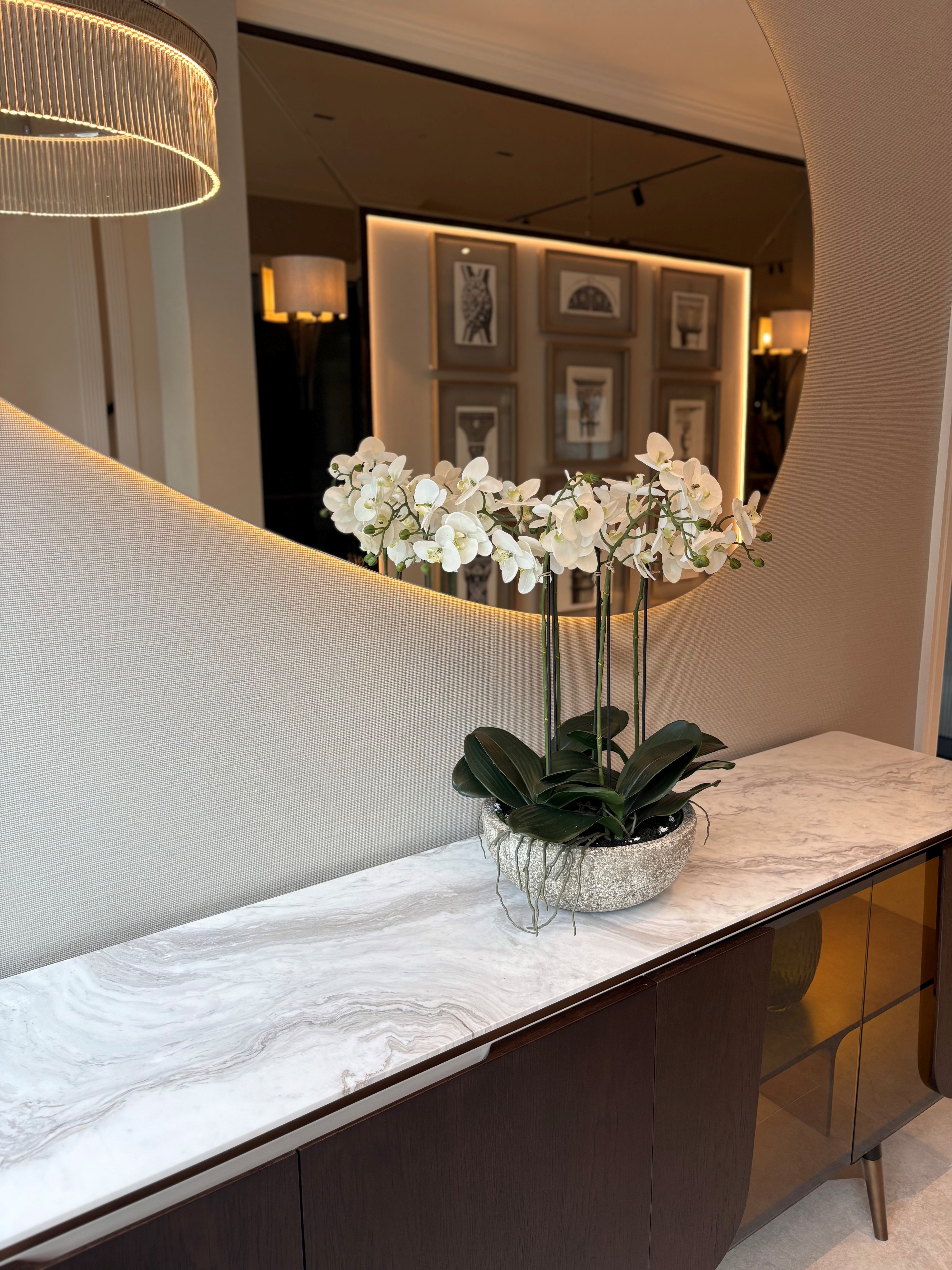 Large Orchid Plants in Stone look Bowl