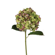 Pistachio and Aubergine Hydrangea Real Touch