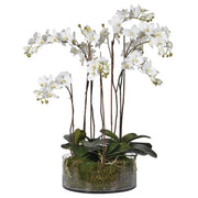 white faux orchid plant